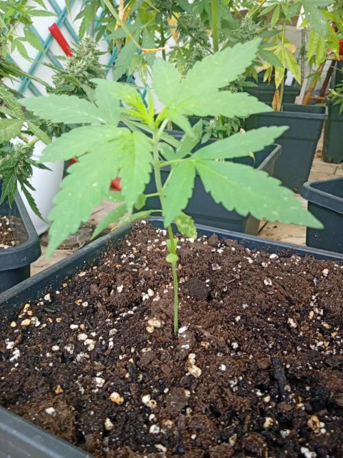 (🦍🍪 auto)"poor Summer part 3". Week 3