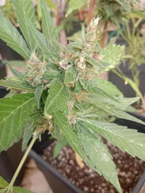 Banana purple punchRF3 Poor Summer part2. Week 10