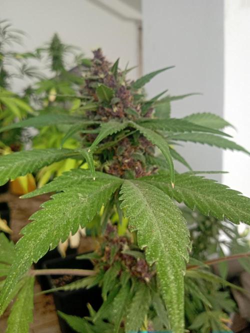 Banana purple punchRF3 Poor Summer part2. Week 10