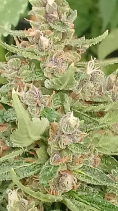Banana purple punchRF3 Poor Summer part2