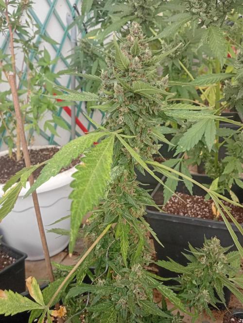 Banana purple punchRF3 Poor Summer part2. Week 10