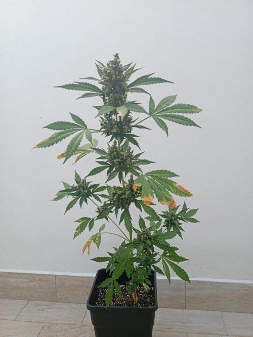 Banana purple punchRF3 Poor Summer part2. Week 10