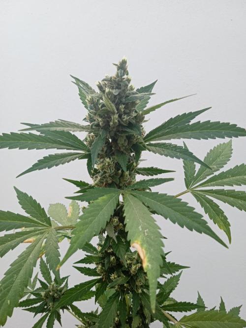 Banana purple punchRF3 Poor Summer part2. Week 10