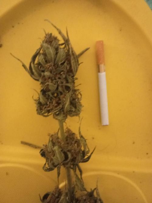 Banana purple punchRF3 Poor Summer part2. Week 10