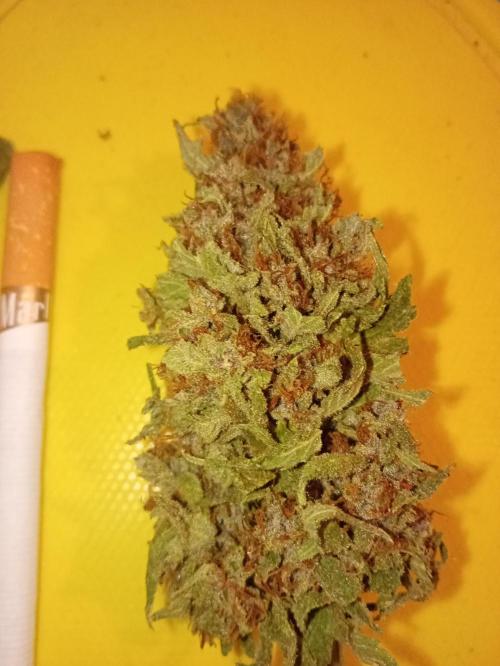 Banana purple punchRF3 Poor Summer part2. Week 10