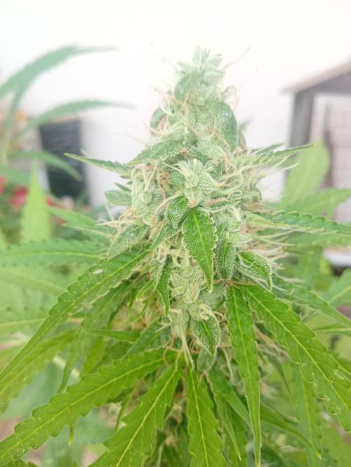 (afghan kush auto) poor Summer part 1. Week 10