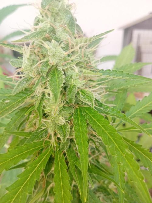 (afghan kush auto) poor Summer part 1. Week 10