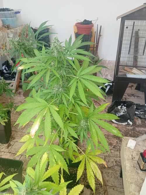 (afghan kush auto) poor Summer part 1. Week 10