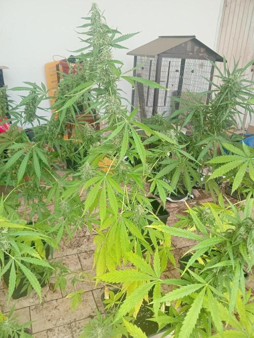 (afghan kush auto) poor Summer part 1. Week 10