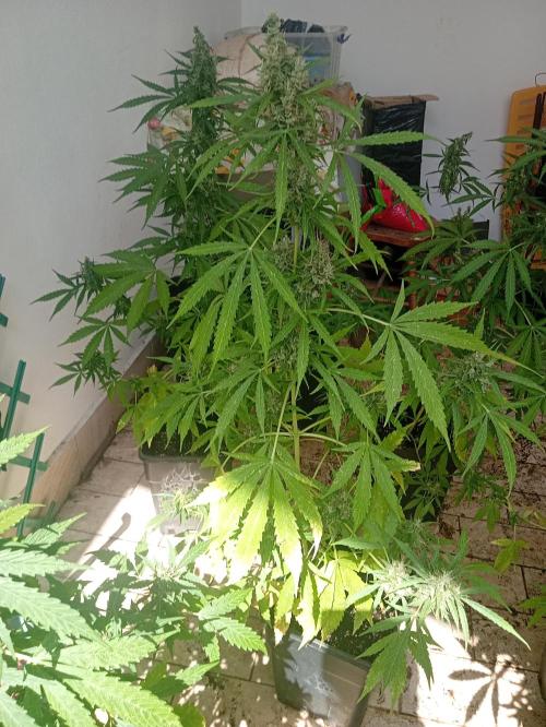 (afghan kush auto) poor Summer part 1. Week 10