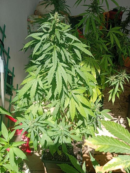 (afghan kush auto) poor Summer part 1. Week 10