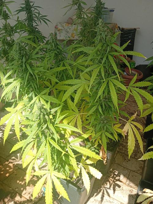 (afghan kush auto) poor Summer part 1. Week 10