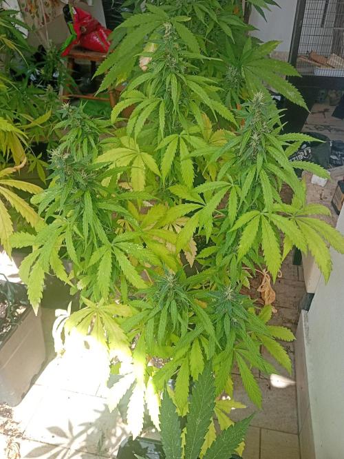 (afghan kush auto) poor Summer part 1. Week 10
