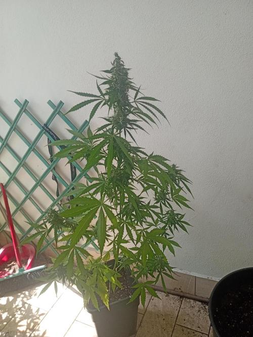 (afghan kush auto) poor Summer part 1. Week 10