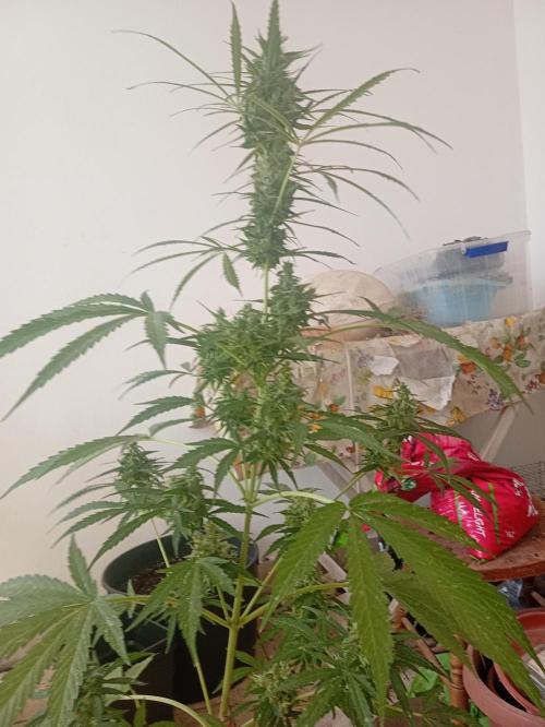(afghan kush auto) poor Summer part 1. Week 10