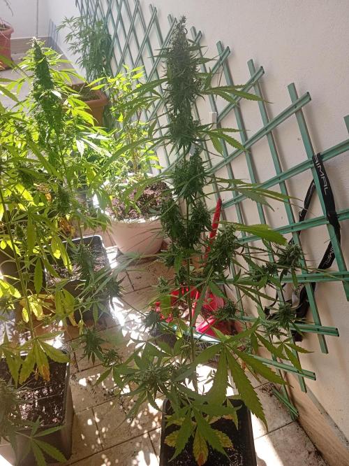 (afghan kush auto) poor Summer part 1. Week 10