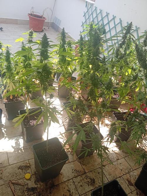 (afghan kush auto) poor Summer part 1. Week 10