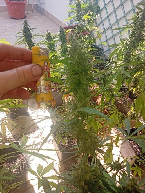 (afghan kush auto) poor Summer part 1. Week 10
