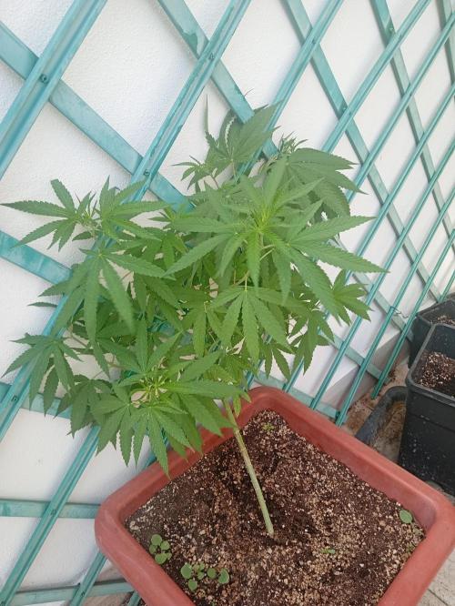 (Lemon mandarine) Poor Summer extra part. Week 8