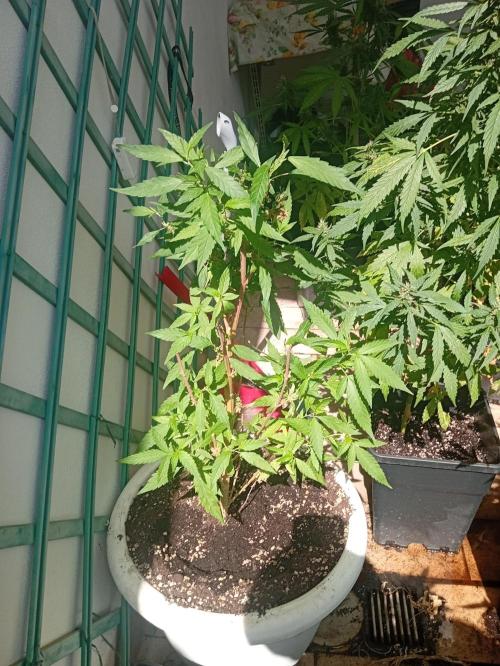 N13 Kush. Week 2
