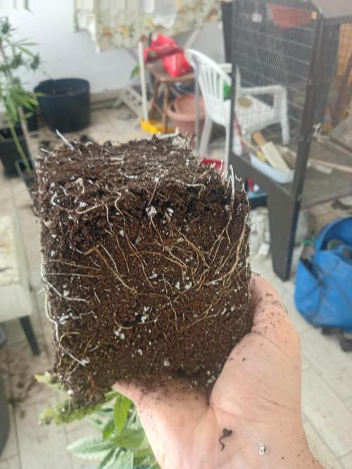 One plant One box whit bay burger. Week 3