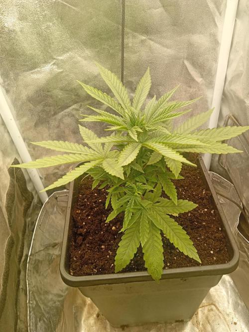 One plant One box whit bay burger. Week 3