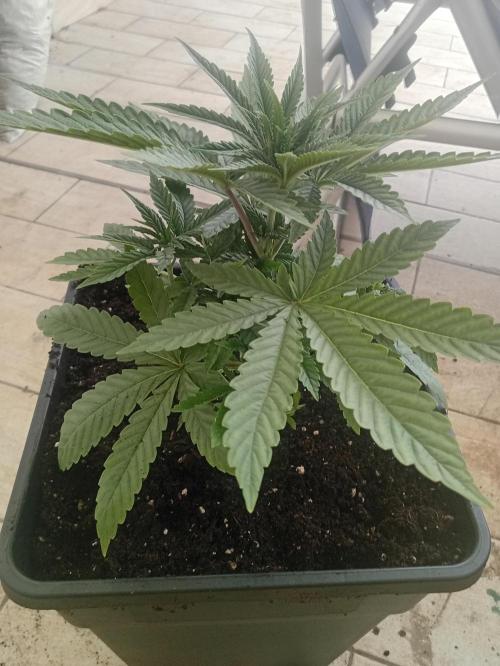 One plant One box whit bay burger. Week 3