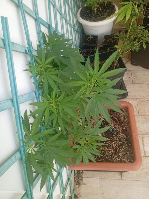 (Lemon mandarine) Poor Summer extra part. Week 9