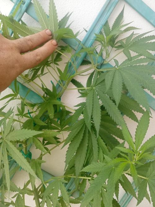 (Lemon mandarine) Poor Summer extra part. Week 9