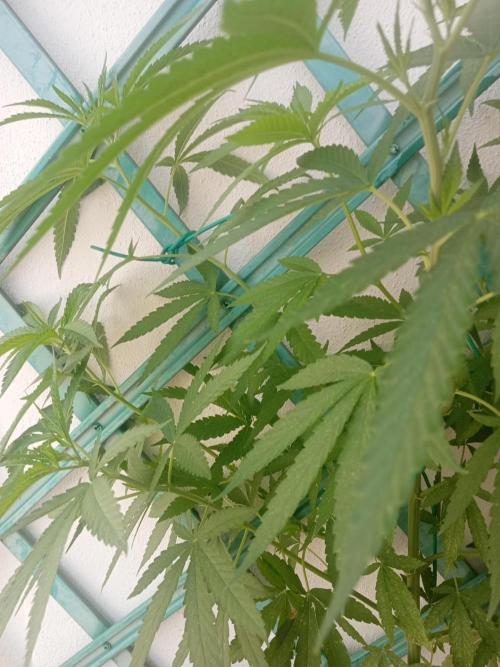 (Lemon mandarine) Poor Summer extra part. Week 9