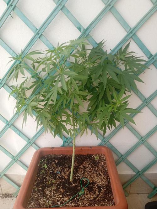 (Lemon mandarine) Poor Summer extra part. Week 9