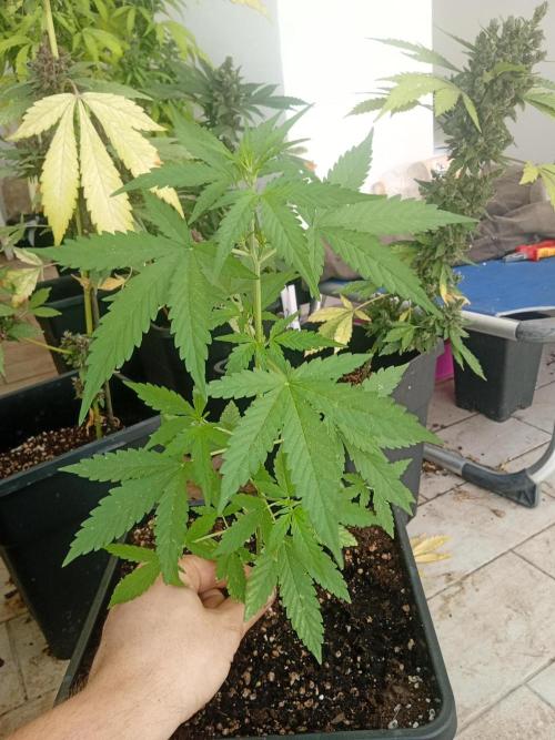 (🦍🍪 auto)"poor Summer part 3". Week 4