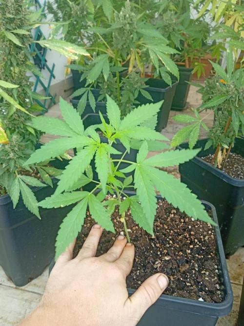 (🦍🍪 auto)"poor Summer part 3". Week 4