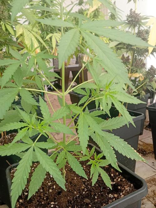 Gorilla Cookies Auto. Week 4