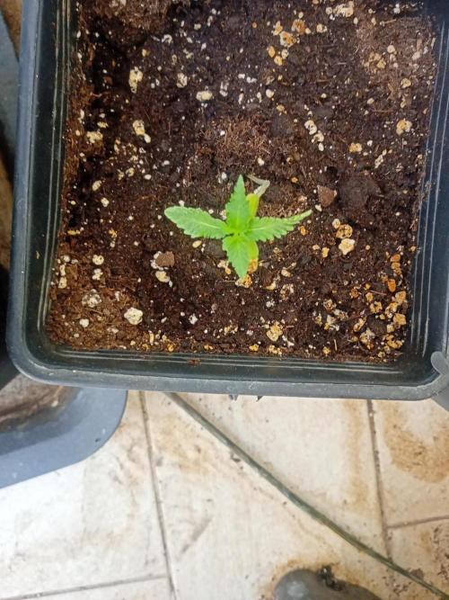 (🦍🍭gorilla z) poor Summer part 4. Week 2