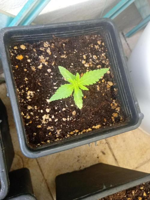 (🦍🍭gorilla z) poor Summer part 4. Week 2