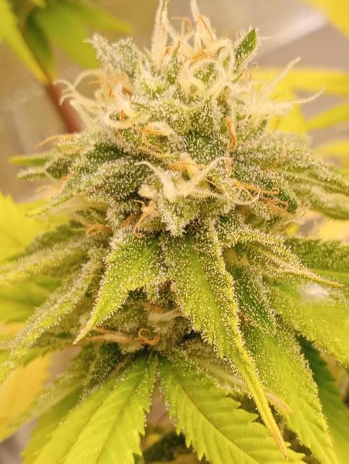 May harvest versione of n13kusk. Week 15