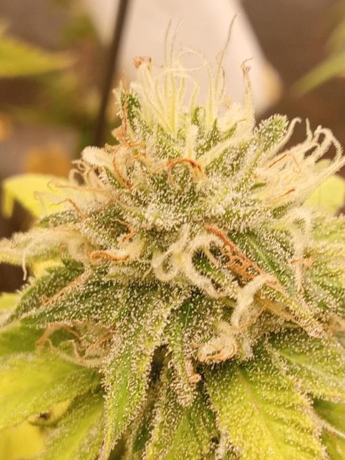May harvest versione of n13kusk. Week 15