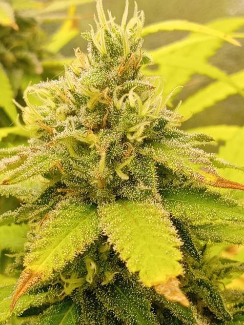 May harvest versione of n13kusk. Week 15
