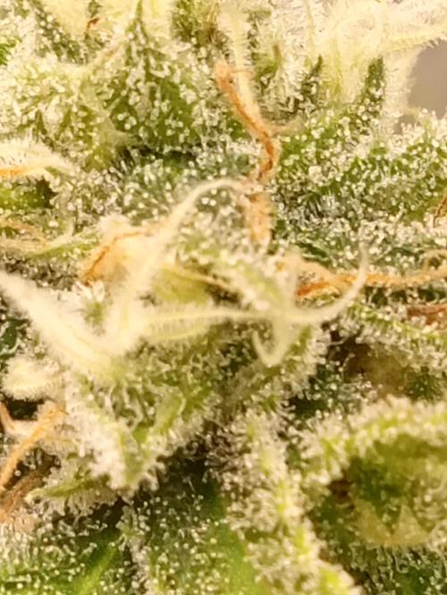 May harvest versione of n13kusk. Week 15