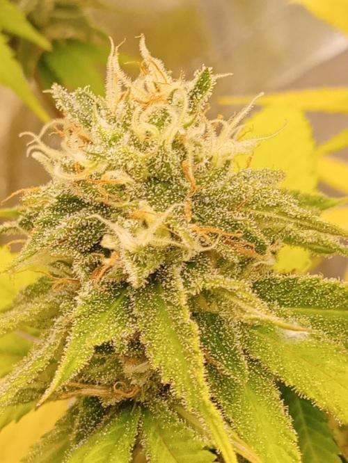 N13 Kush. Week 15