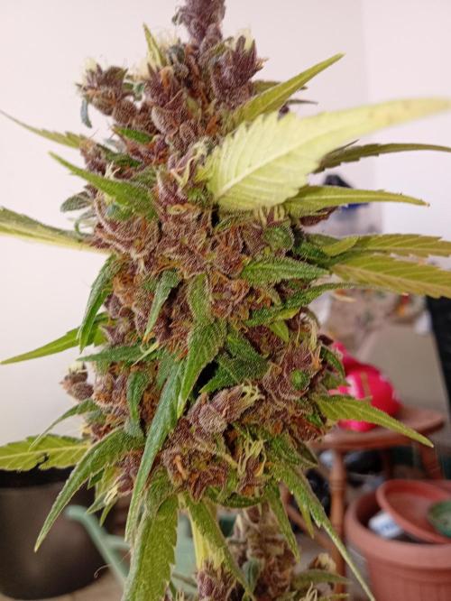 Banana purple punchRF3 Poor Summer part2. Week 11