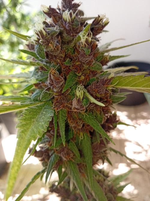 Banana purple punchRF3 Poor Summer part2. Week 11