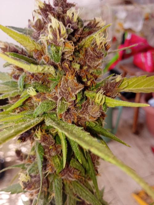 Banana purple punchRF3 Poor Summer part2. Week 11