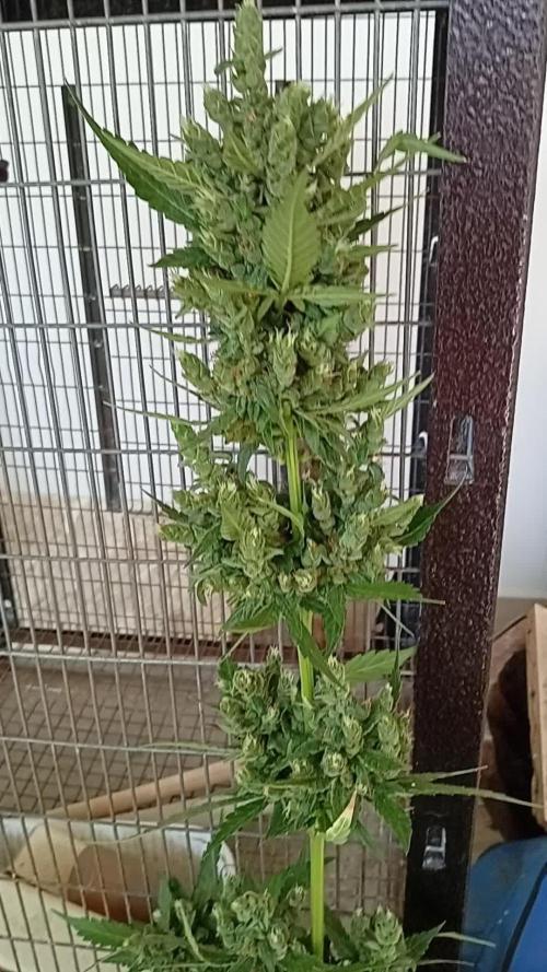 Banana purple punchRF3 Poor Summer part2