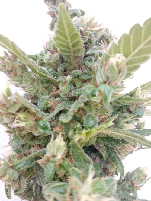 Banana purple punchRF3 Poor Summer part2. Week 11