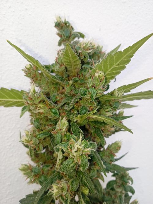 Banana purple punchRF3 Poor Summer part2. Week 11