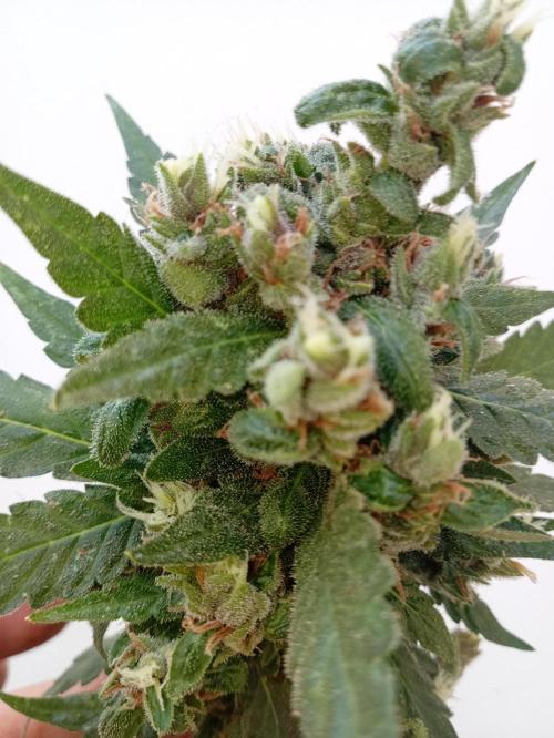 Banana purple punchRF3 Poor Summer part2. Week 11
