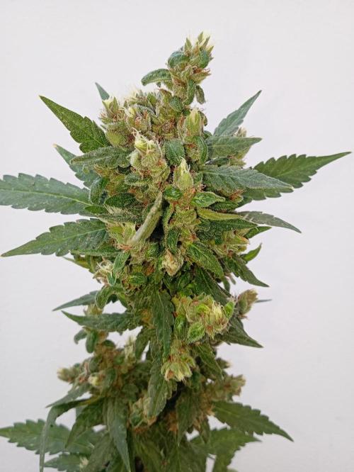 Banana purple punchRF3 Poor Summer part2. Week 11