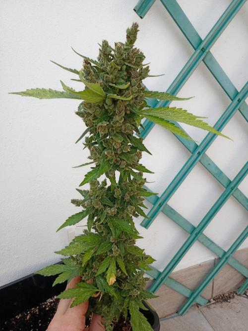 Banana purple punchRF3 Poor Summer part2. Week 11